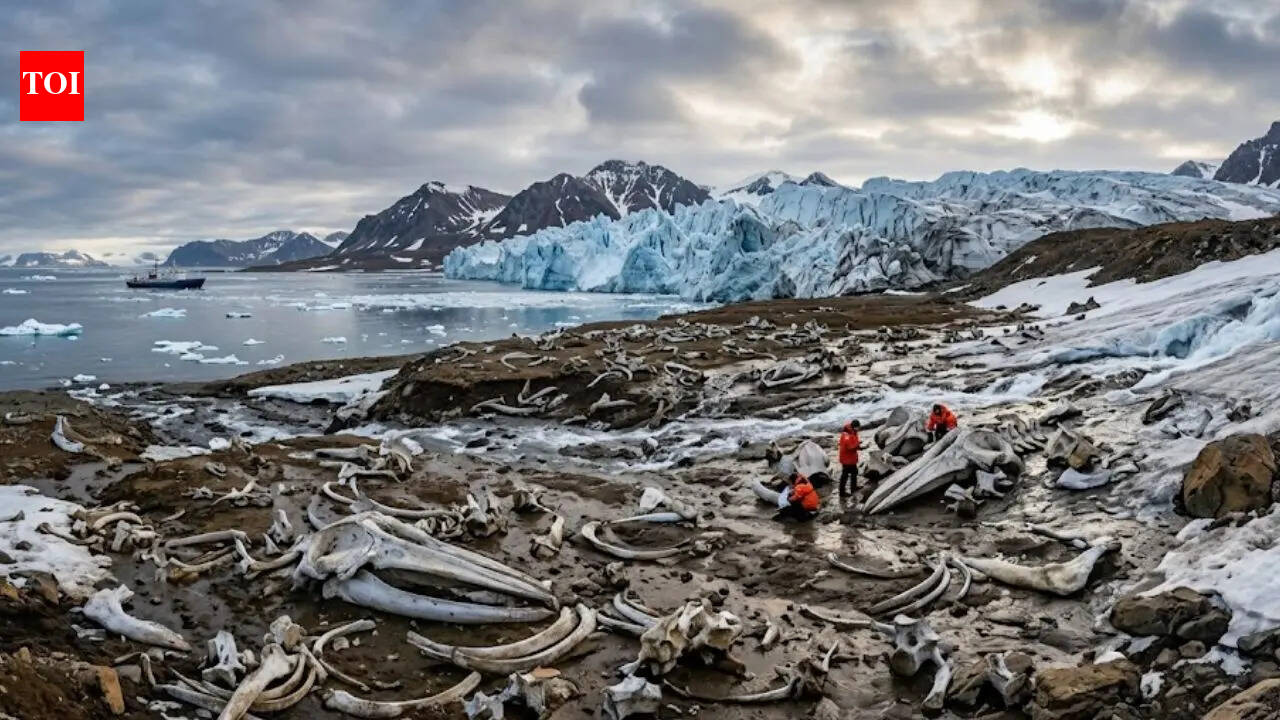 Discovery in the Arctic: Melting Russian glacier reveals a massive prehistoric whale graveyard thousands of years old
