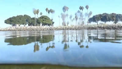 Climate change is outpacing evolution. Scientists are using DNA to catch up