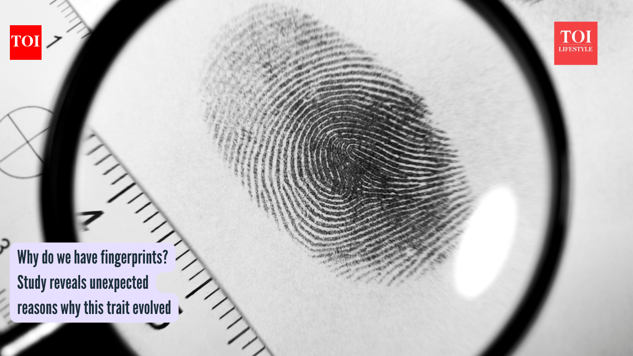 Why do we have fingerprints? Study reveals unexpected reasons why this trait evolved