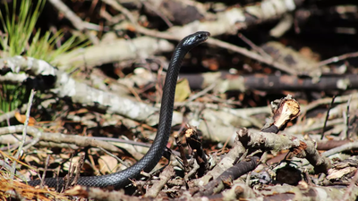 Skinniest black racer snake in the world: This 73-inch snake is breaking records