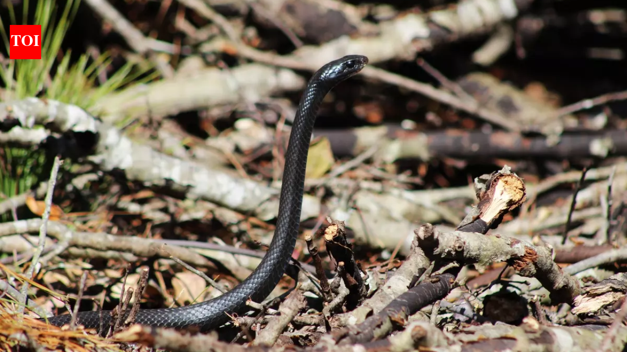 Skinniest black racer snake in the world: This 73-inch snake is breaking records