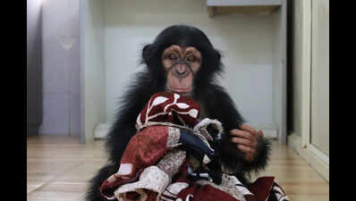 Nandankanan zoo hand-rears abandoned chimpanzee