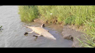 Croc found dead in Bhitarkanika; 16th in 6 years