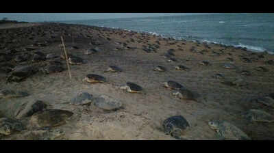 Coastal erosion disrupts Olive Ridley nesting in Gahirmatha rookery
