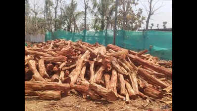 Karnataka govt cracks down on illegal timber trade in Hassan forest division