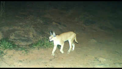 Project Caracal kicks off in Greater Ranthambhore