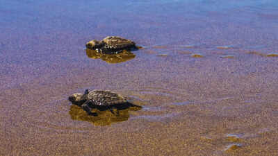 Nearly 10,000 hatchlings of 16,000 olive ridley turtle eggs released so far