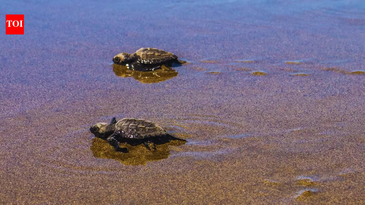 Nearly 10,000 hatchlings of 16,000 olive ridley turtle eggs released so far