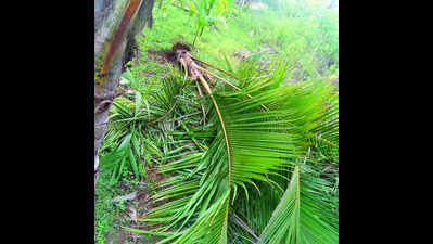 Pernem farmers fear economic ruin as Omkar enters plantations