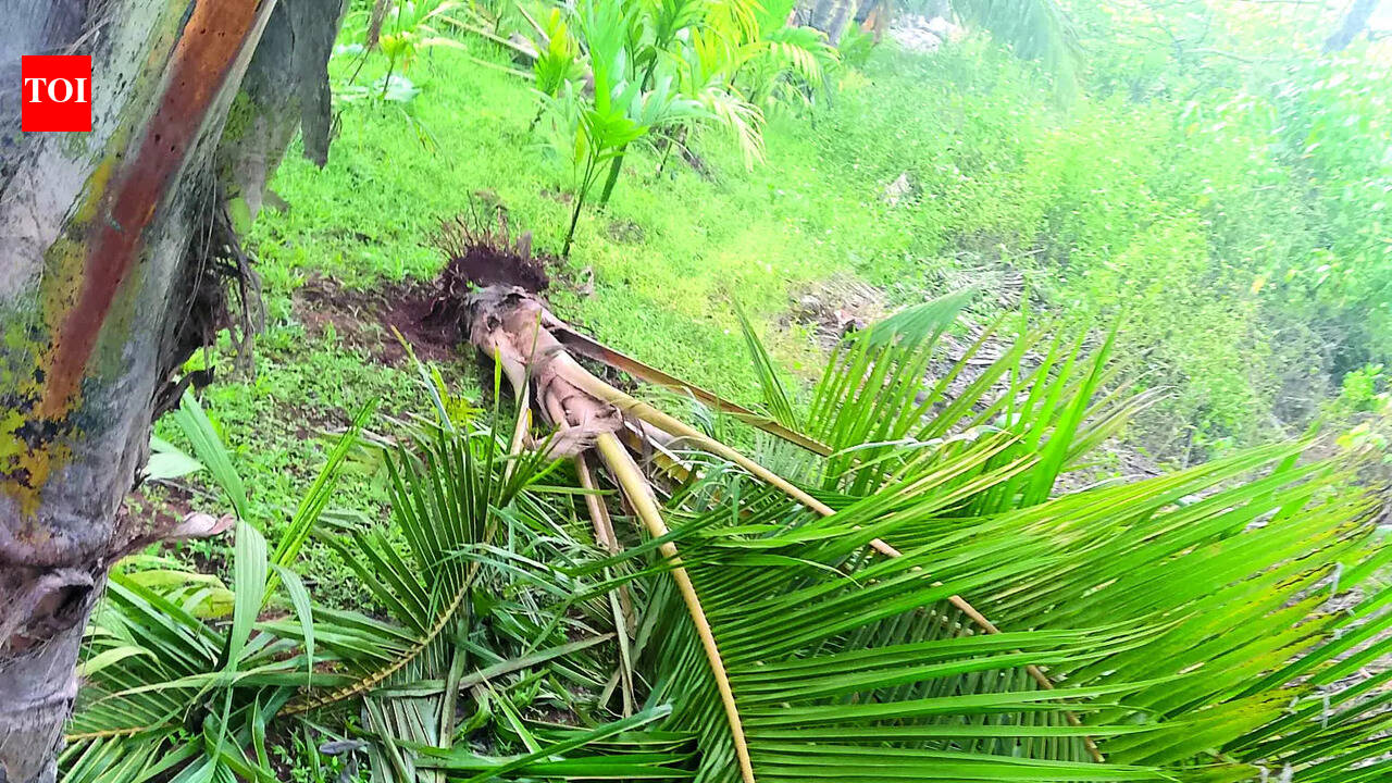 Pernem farmers fear economic ruin as Omkar enters plantations