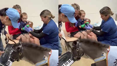 Mini therapy horse plays keyboard to comfort child during treatment; heartwarming hospital video goes viral