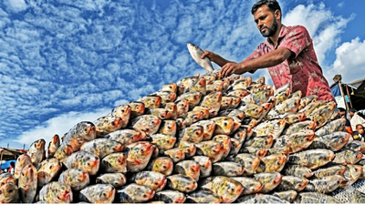 Netting hilsa with AI: Smart maps locate rich zones but raise overfishing concerns