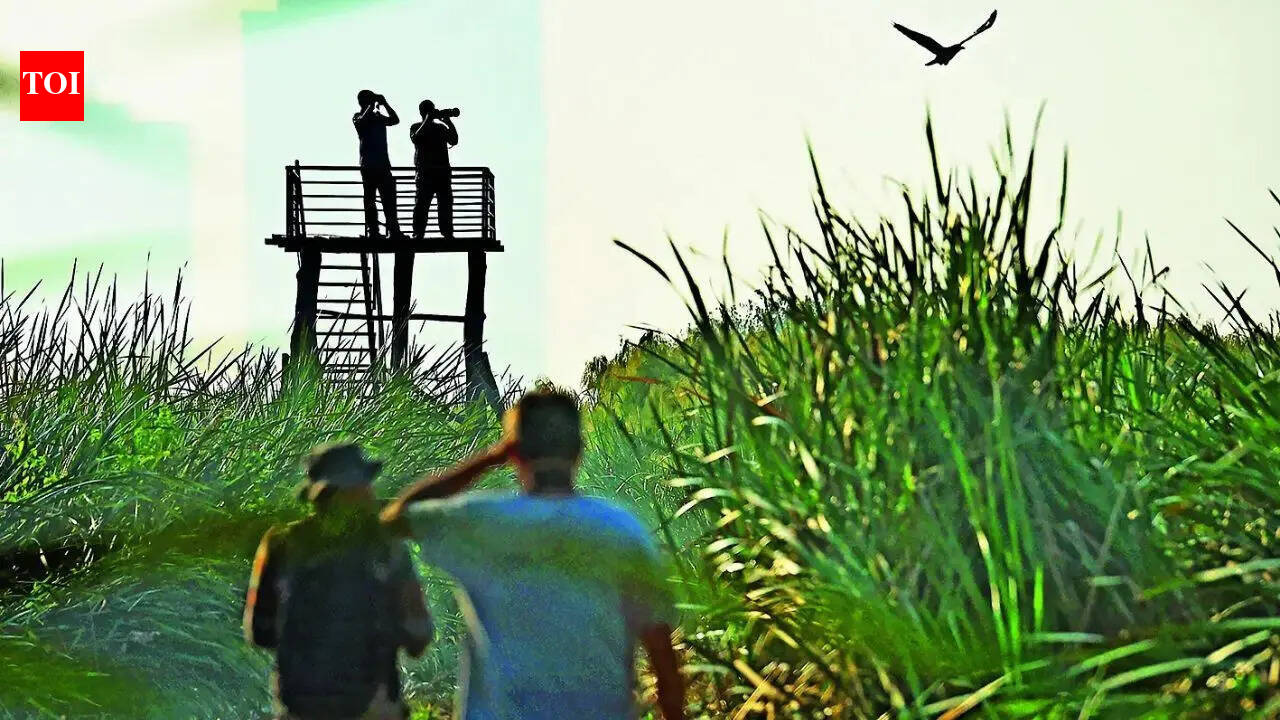 Wetland lies in waiting: Why Ramsar tag eludes Dhanauri