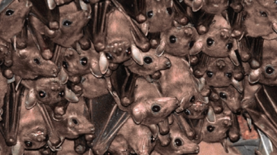 India blind as bat to winged creatures' existential threat