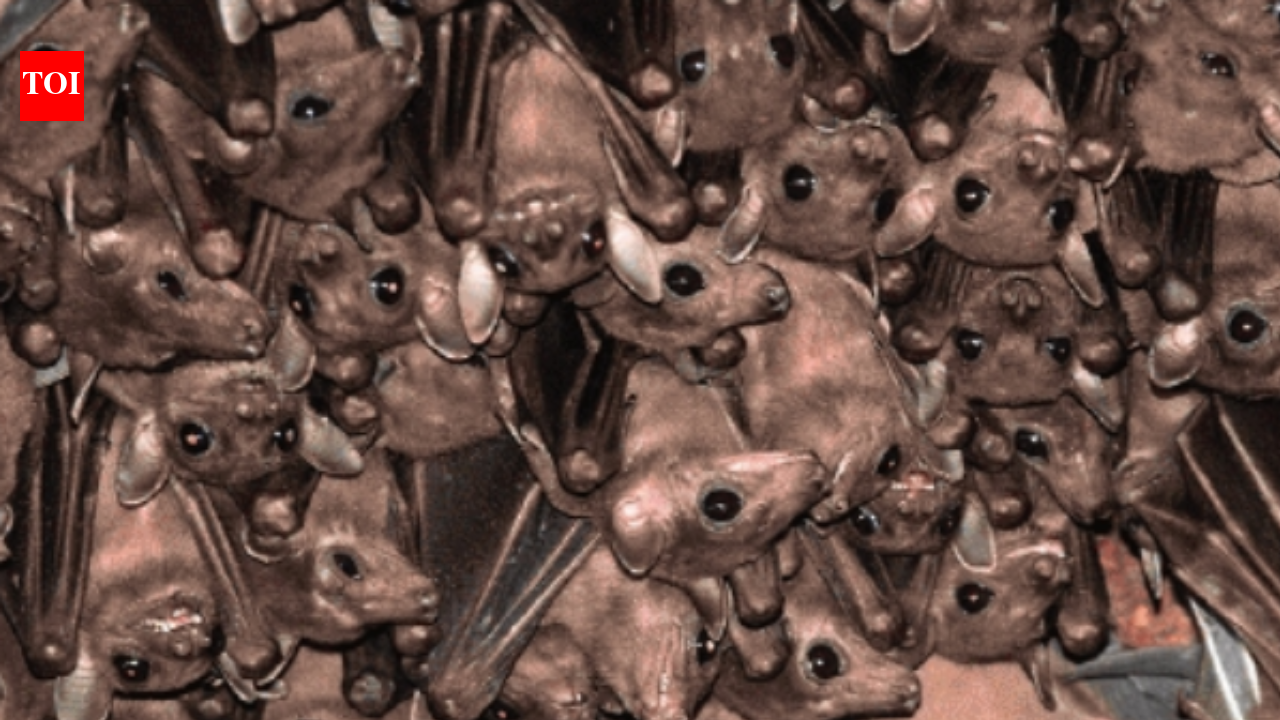 India blind as bat to winged creatures’ existential threat