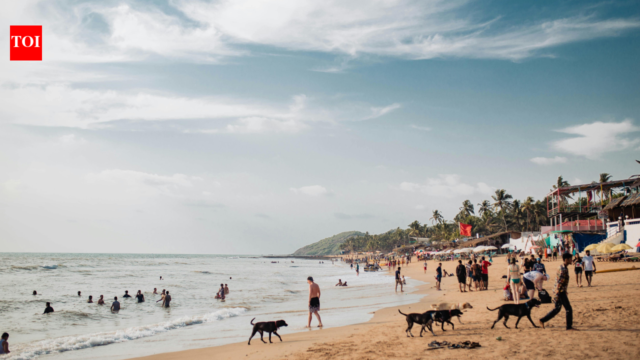 Beach worms: The hidden creatures under your feet that will change how you see the beach