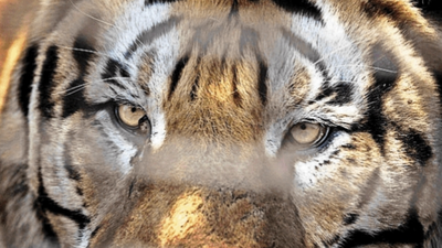 Was Madhya Pradesh man’s death in Pench core a murder? Debate erupts