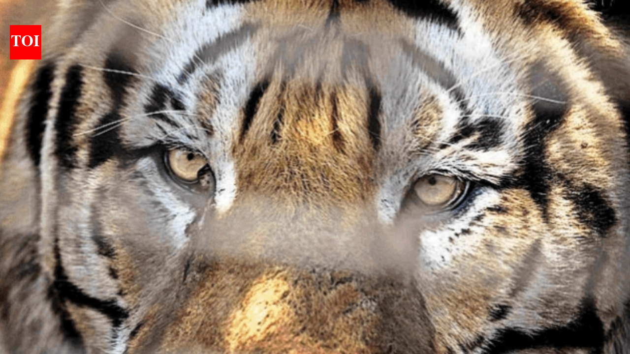 Was Madhya Pradesh man’s death in Pench core a murder? Debate erupts