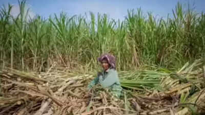 Thai farmers pin hopes on microbes to end annual burning crisis