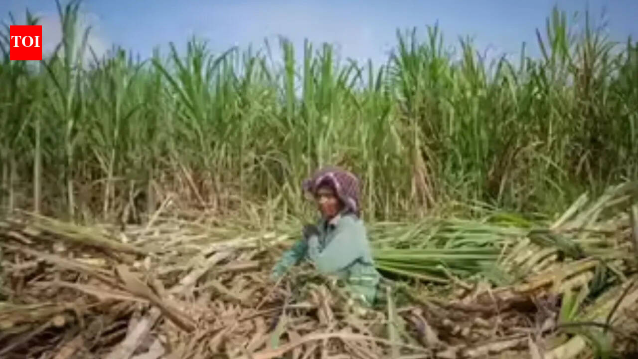 Thai farmers pin hopes on microbes to end annual burning crisis