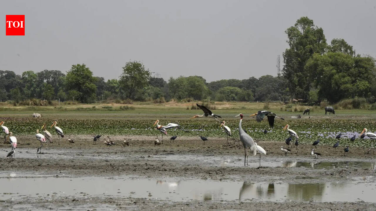 Why Ramsar tag is a non-starter for sarus haven Dhanauri
