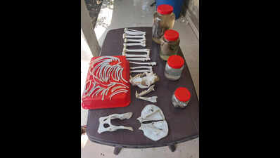 Gurgaon gets a wildlife centre to preserve animal carcasses