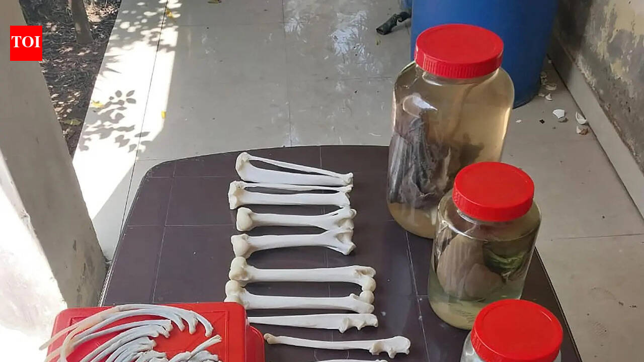 Gurgaon gets a wildlife centre to preserve animal carcasses