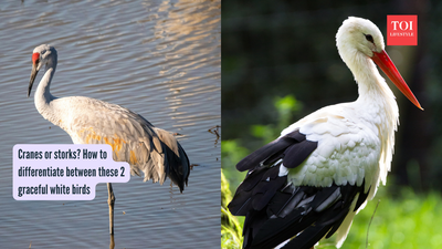 Cranes or storks? How to differentiate between these 2 graceful white birds