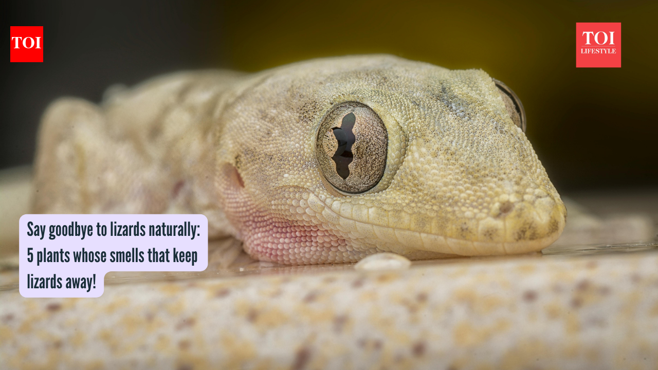 Say goodbye to lizards naturally: 5 plants whose smell keeps them away!