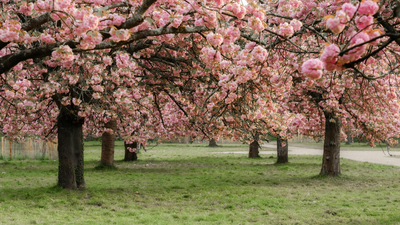  Japanese scientist who kept a 1,200-year cherry blossom record alive until his death