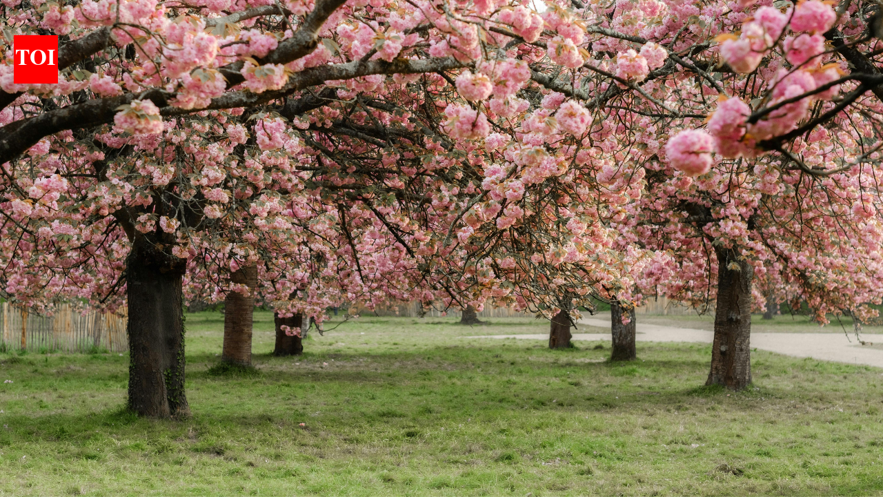 Meet Yasuyuki Aono: Japanese scientist who kept a 1,200-year cherry blossom record alive until his death