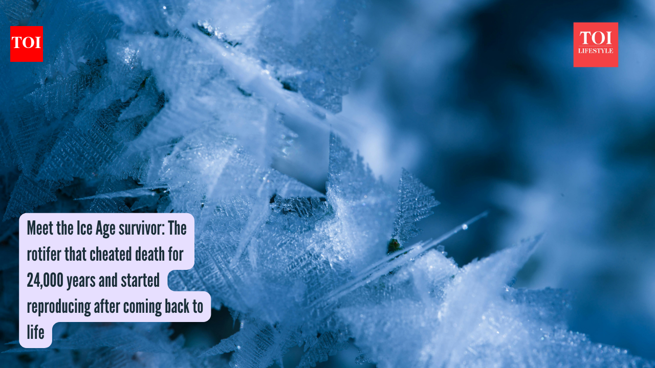 Meet the Ice Age survivor: The rotifer that cheated death for 24,000 years and started reproducing after coming back to life