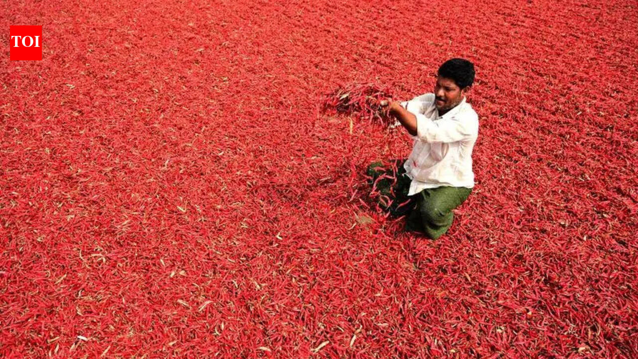Heat, low stocks push chilli prices toward steep rise in AP ...