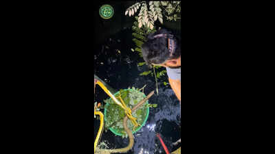 Heat drives snakes into wells, rescuers urge calm