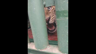 Leopard nos up, 250 captured so far: Forest min