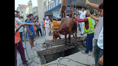 4-hour op: Crane, pumps called in to rescue cow from VIP Road sewer line