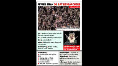 India blind as bat to winged creatures’ existential threat