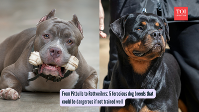 From Pitbulls to Rottweilers: 5 ferocious dog breeds that could be dangerous if not trained well