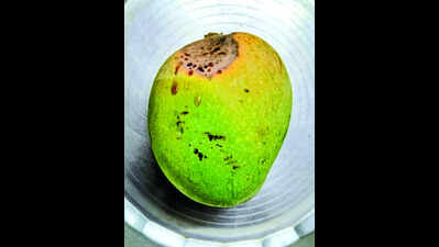 Heat stress causes scalding, fruit drop in mango orchards