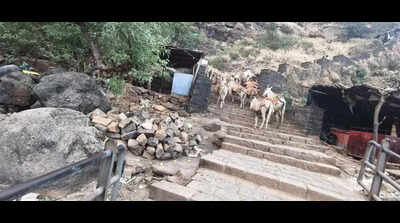 Donkeys found dead near Raigad Fort: Animal husbandry department warns contractors against animal cruelty