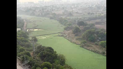 Hinjewadi Residents Crowdfund Effort To Clean Up Weeds Choking Mula River
