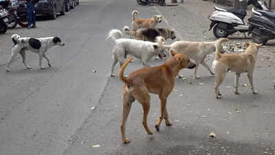 Relocating community dogs not ideal, tourism dept told