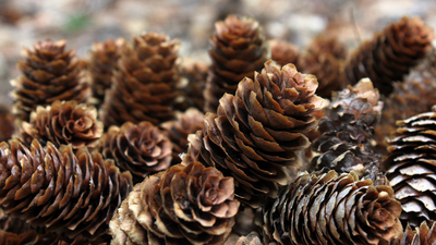 Forget air fresheners! This pinecone hack will make your bathroom smell amazing naturally
