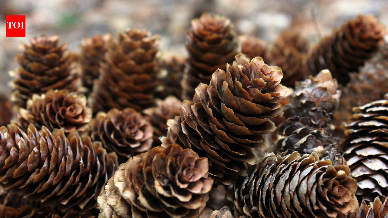 Forget air fresheners! This pinecone hack will make your bathroom smell amazing naturally