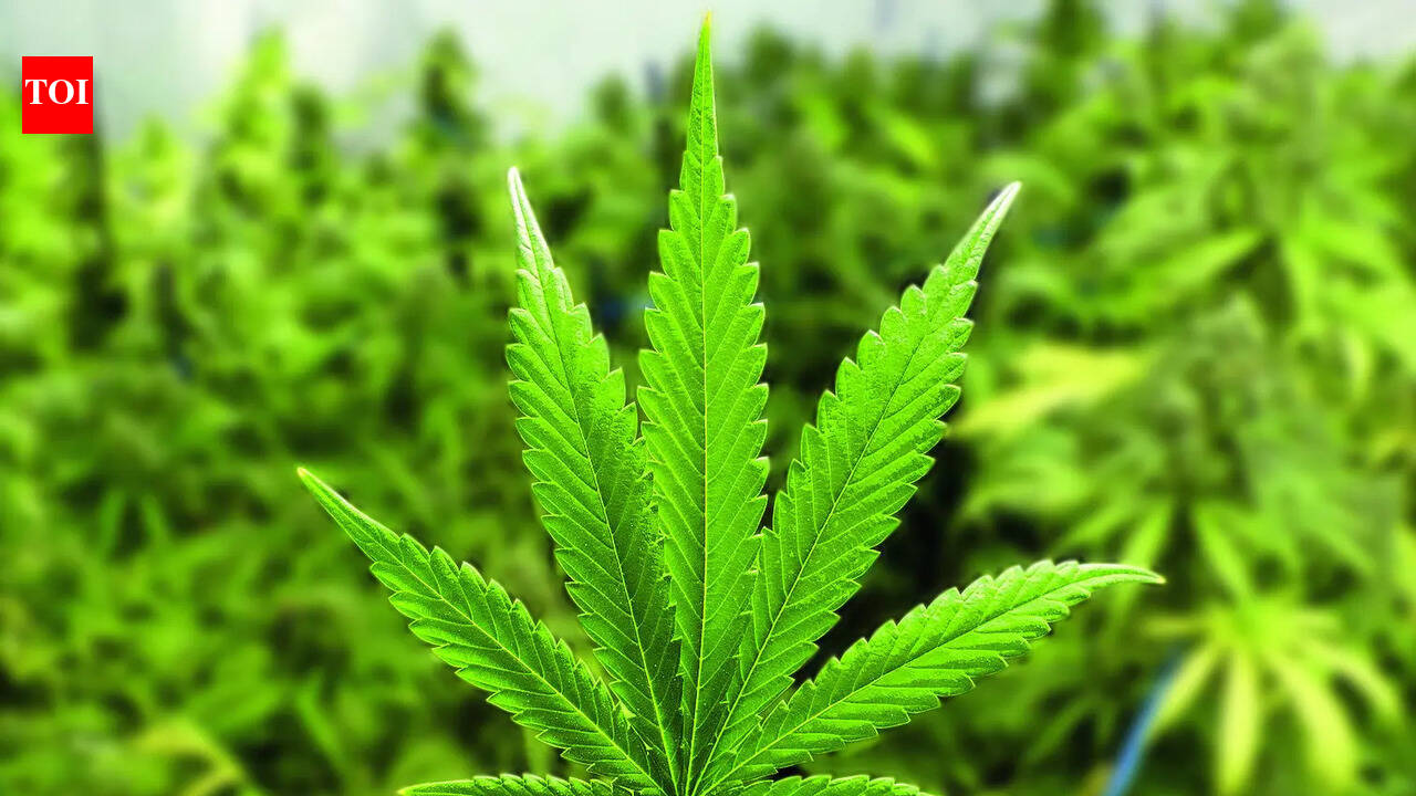 'Marijuana found in bag': Air India co-pilot deported from US