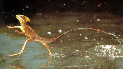 Jesus Christ lizard: This real lizard runs on water to survive in the wild; physical characteristics, diet, and habitat revealed