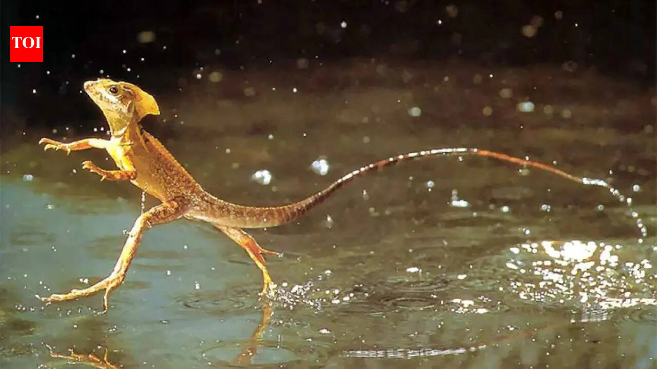 Jesus Christ lizard: This real lizard runs on water to survive in the wild; physical characteristics, diet, and habitat revealed