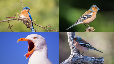 Nearly a million birds shipped from Africa to Asia in 15 years: Canaries top the List