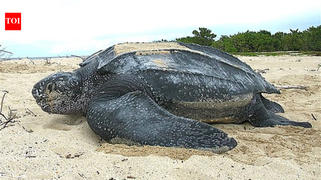 Inside the life of the 2,000-pound Leatherback Sea Turtle