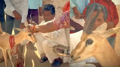 Bikaner family’s tearful goodbye to deer they raised for 18 months leaves internet emotional: Parenting lesson on love and letting go